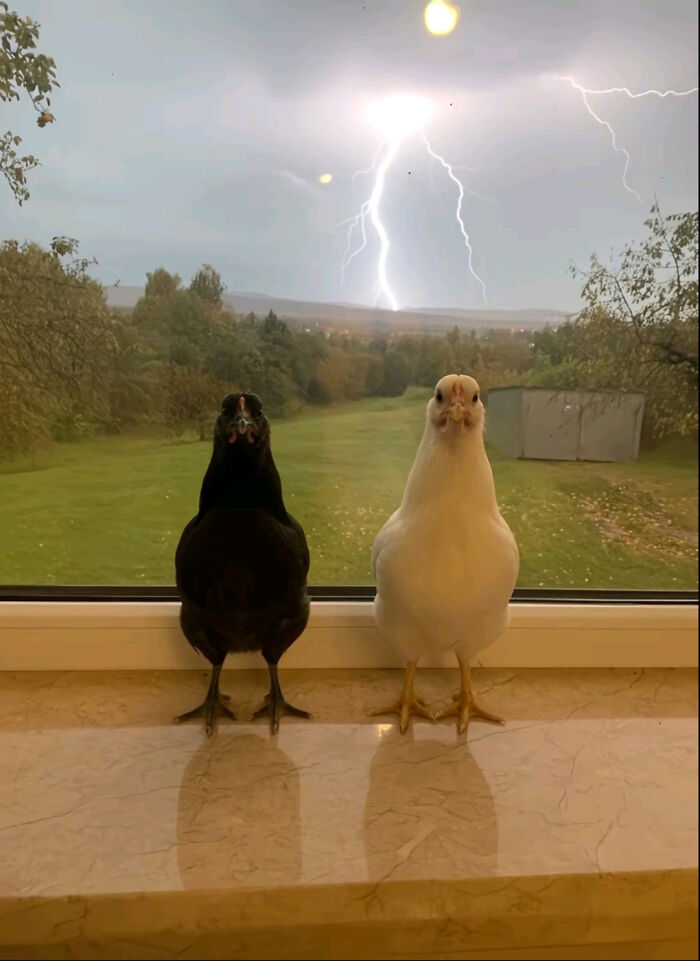 Two birds, one black and one white, sitting on a windowsill with lightning striking outdoors, funny pictures that go hard.