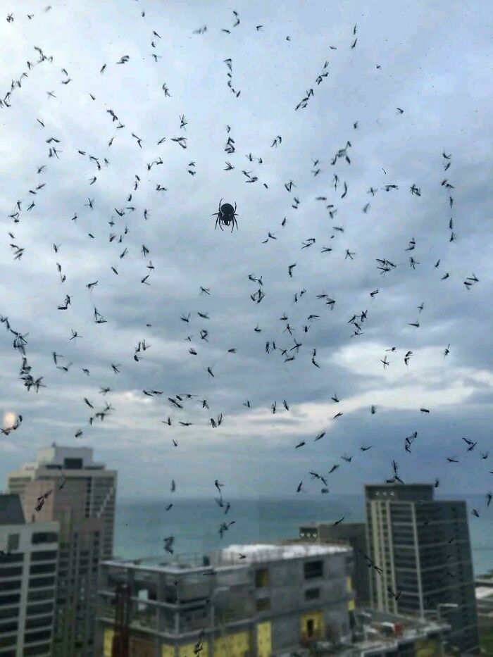 Spider surrounded by flying insects against a cloudy sky over city buildings in a picture that goes hard