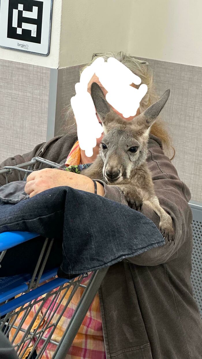 Person holding a kangaroo inside a Walmart shopping cart, showcasing a wild People of Walmart moment.