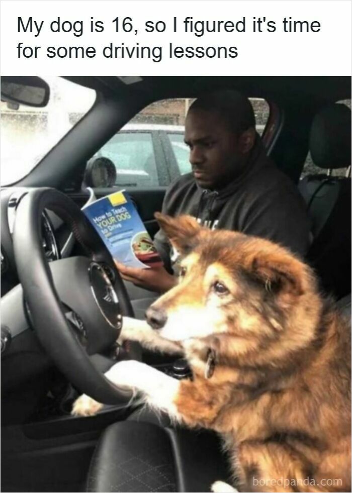 Man reading a book on how to teach a dog to drive while the dog holds the steering wheel, driving memes about road rage.