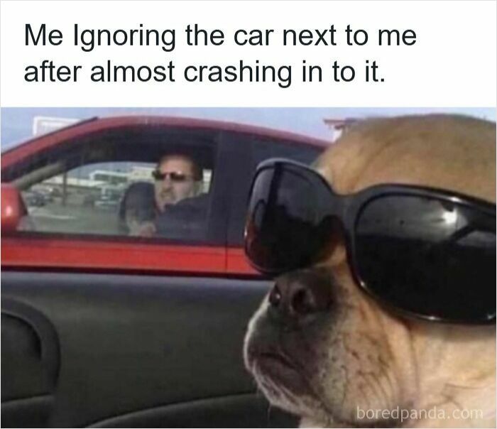 Dog wearing sunglasses ignoring a driver after almost crashing, illustrating hilarious driving memes about road rage.