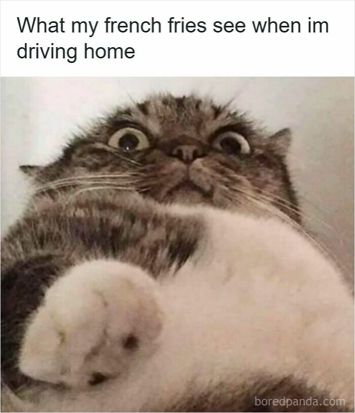 Cat with wide eyes looking shocked, humorously illustrating driving memes related to road rage and driving frustrations.
