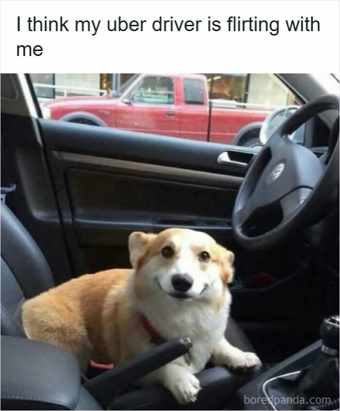 Corgi sitting in car front seat with a smiling expression, illustrating funny driving memes and road rage humor.