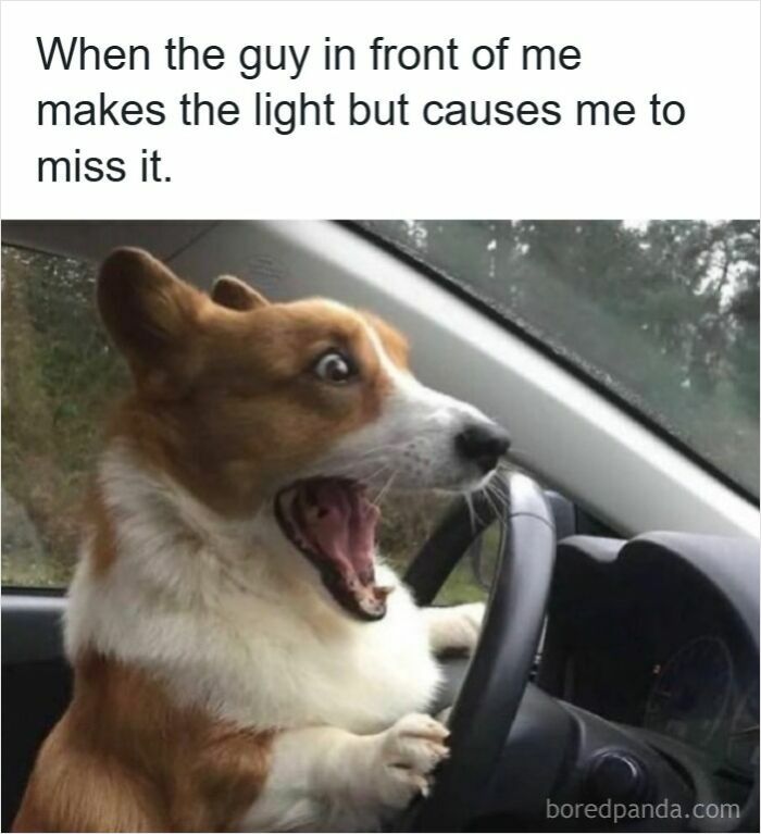 Funny driving meme showing a shocked dog behind the wheel illustrating the frustration that causes road rage.