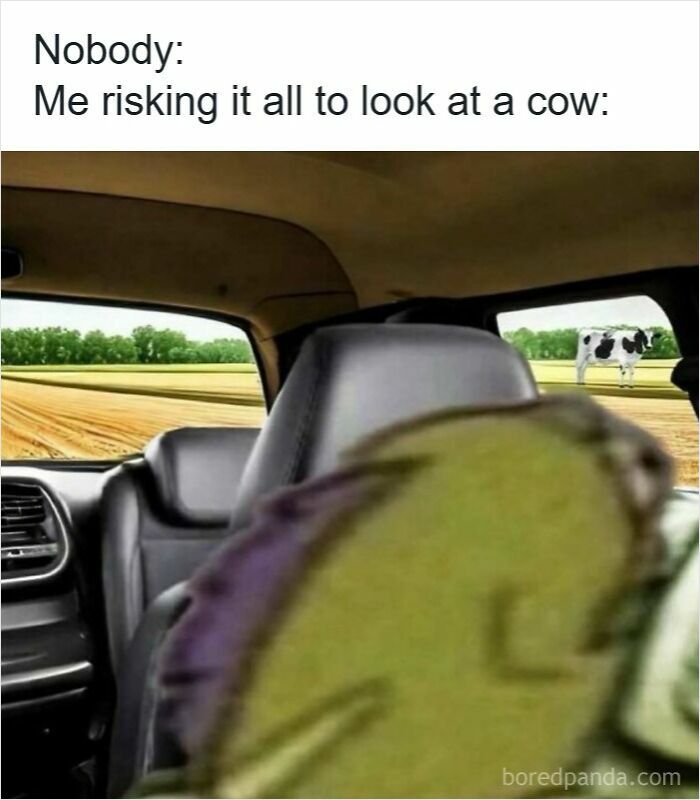 Blurred frog character leaning out car window to look at a cow, illustrating funny driving memes and road rage humor.