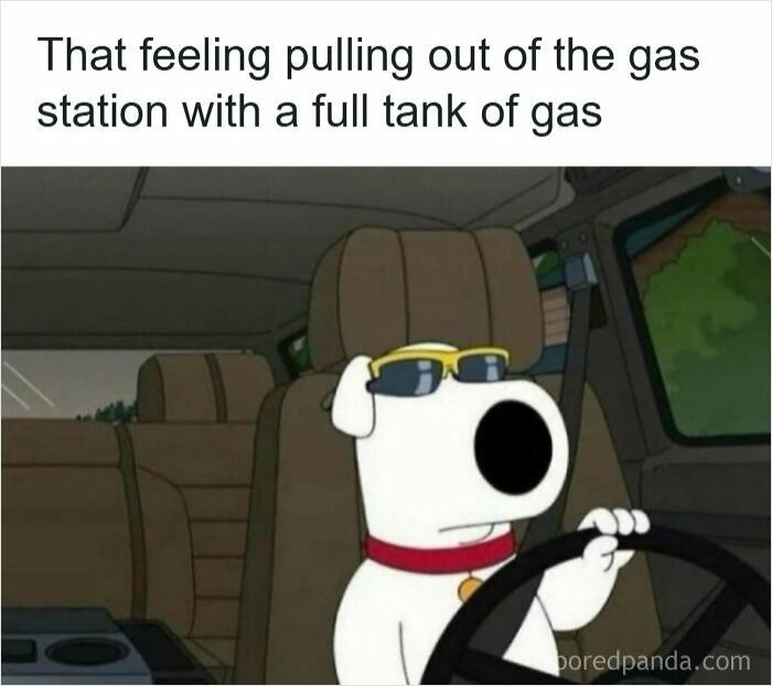 Cartoon dog driving a car wearing sunglasses feeling confident, illustrating funny driving memes about road rage experiences.