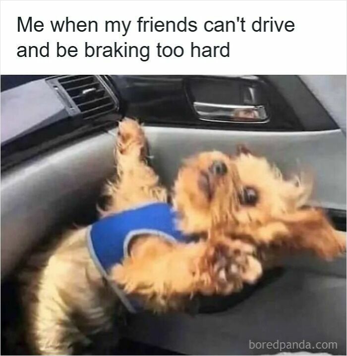 Small dog wearing a blue harness thrown back inside car, illustrating driving memes about road rage and hard braking by friends.