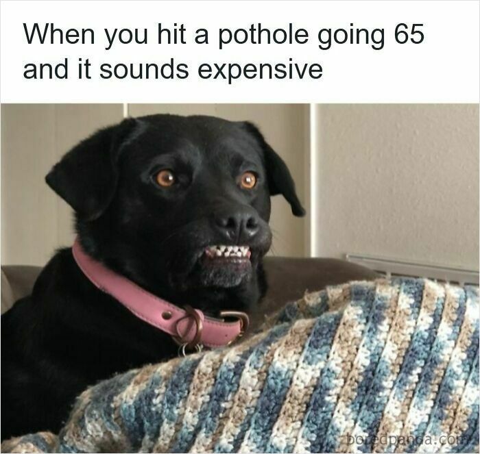Black dog making a funny grimace behind a blanket showing hilarious driving meme about road rage and potholes.