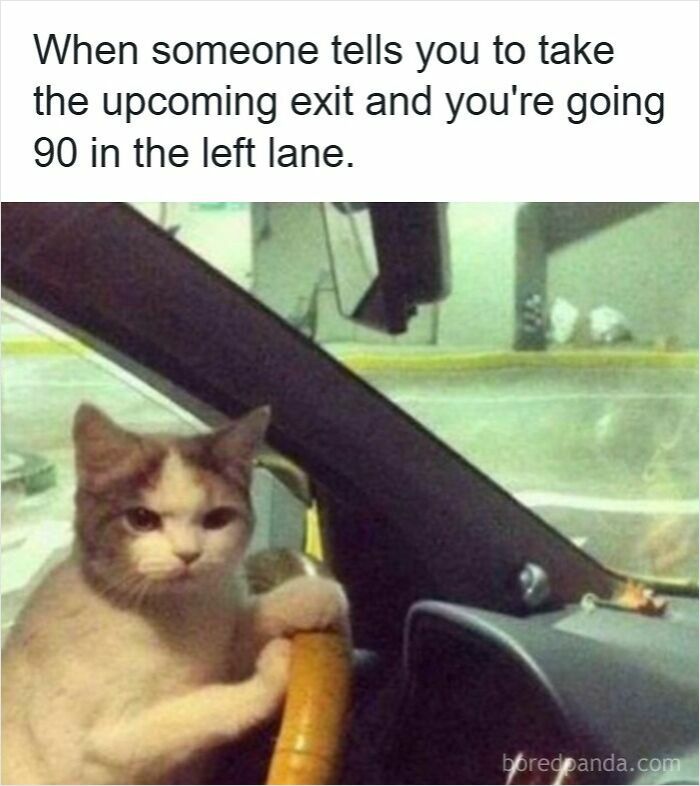 Cat gripping steering wheel angrily, illustrating driving memes about road rage and slow drivers in the left lane.