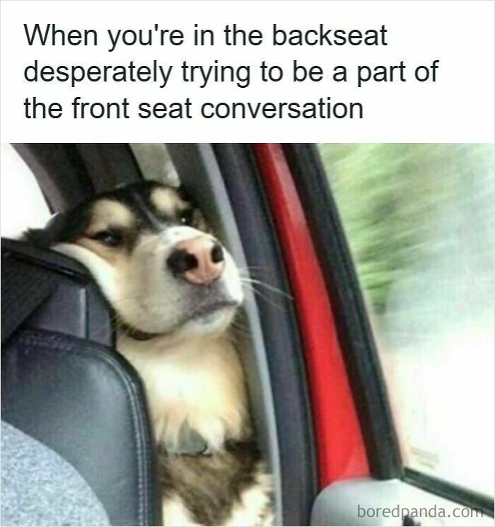 Dog in car backseat looking annoyed, illustrating relatable moments in driving memes about road rage and passenger dynamics.