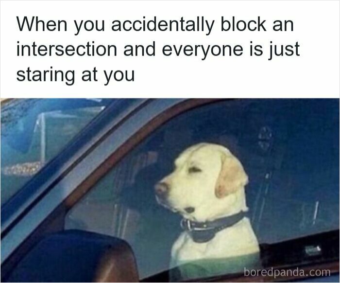Dog sitting in a car looking guilty after accidentally blocking an intersection, illustrating road rage and driving memes humor.
