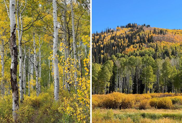 Autumn leaf colors and fall foliage with yellow and green trees in a forest and hillside under clear blue sky