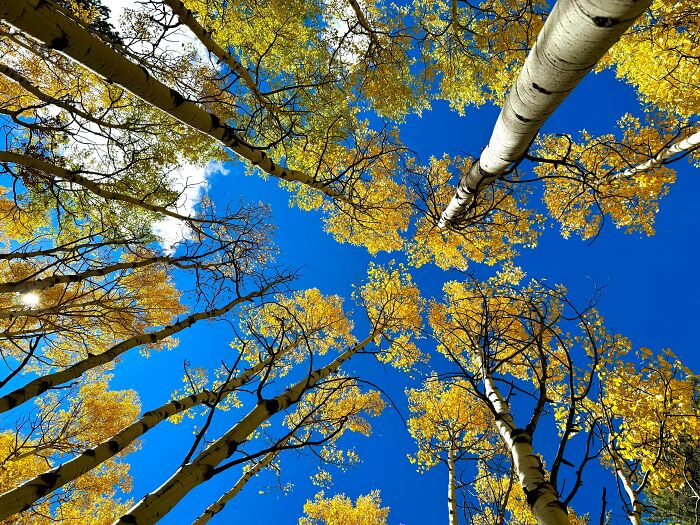 Golden autumn leaf colors on tall trees with white bark against a bright blue sky showcasing fall foliage beauty.