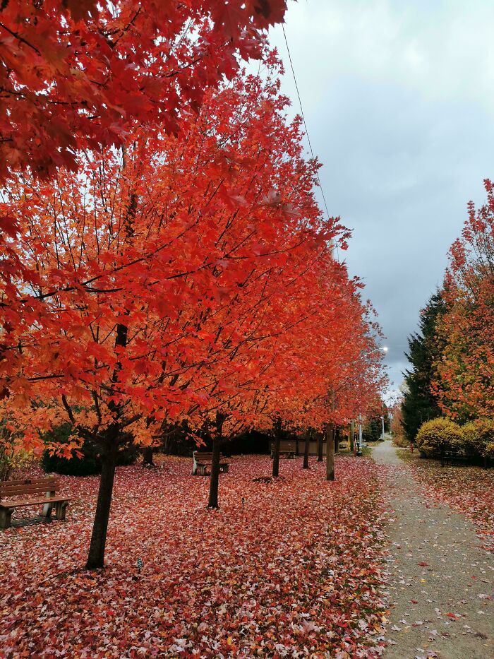 Vibrant autumn leaf colors on trees lining a park path covered with fallen red and orange fall foliage.