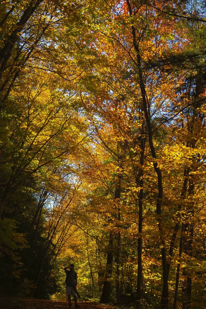 Person walking through a forest path surrounded by vibrant autumn leaf colors and fall foliage in golden hues.