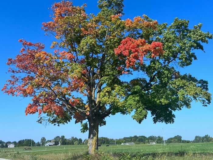 Large tree displaying vibrant autumn leaf colors with green, orange, and red foliage under a clear blue sky.