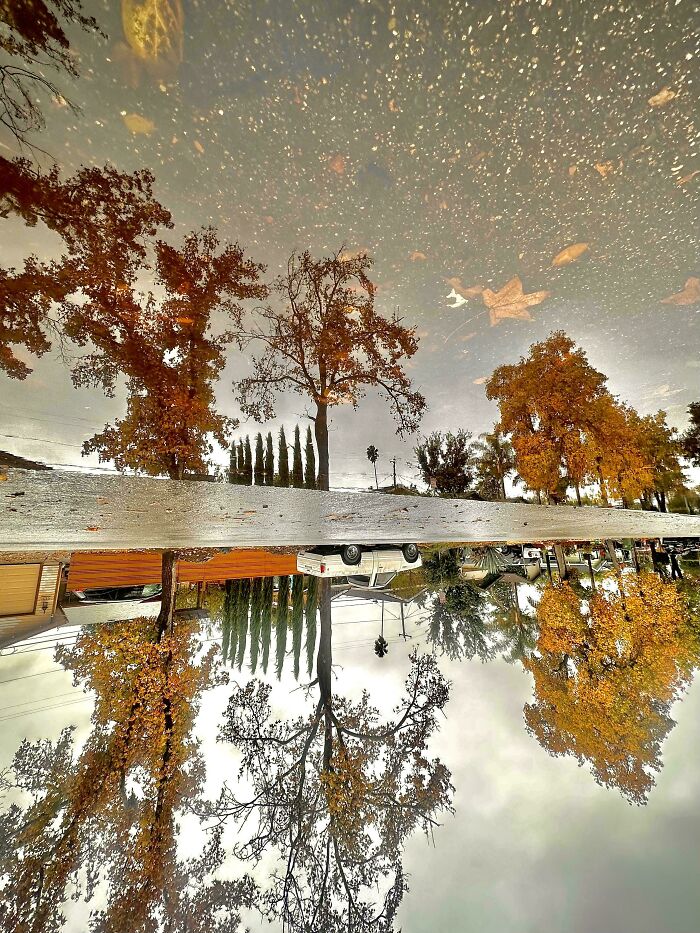 Reflection of autumn leaf colors and fall foliage in a puddle on a rainy day in a suburban neighborhood.