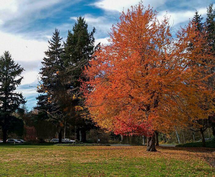 Vibrant autumn leaf colors on a large tree with fall foliage against a cloudy sky and green grass below