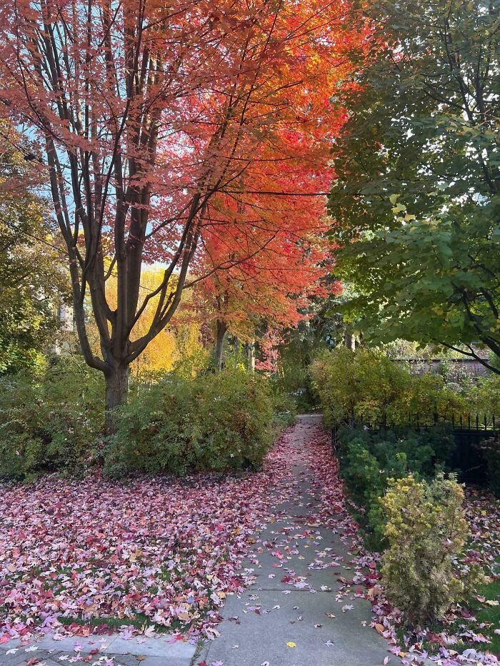 Path covered with fallen autumn leaves under trees showcasing vibrant fall foliage colors in a peaceful garden setting.