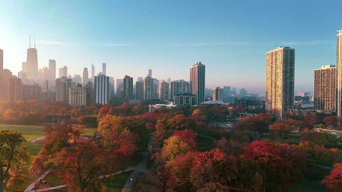 Autumn leaf colors and fall foliage in a city park with skyscrapers and clear blue sky in the background.