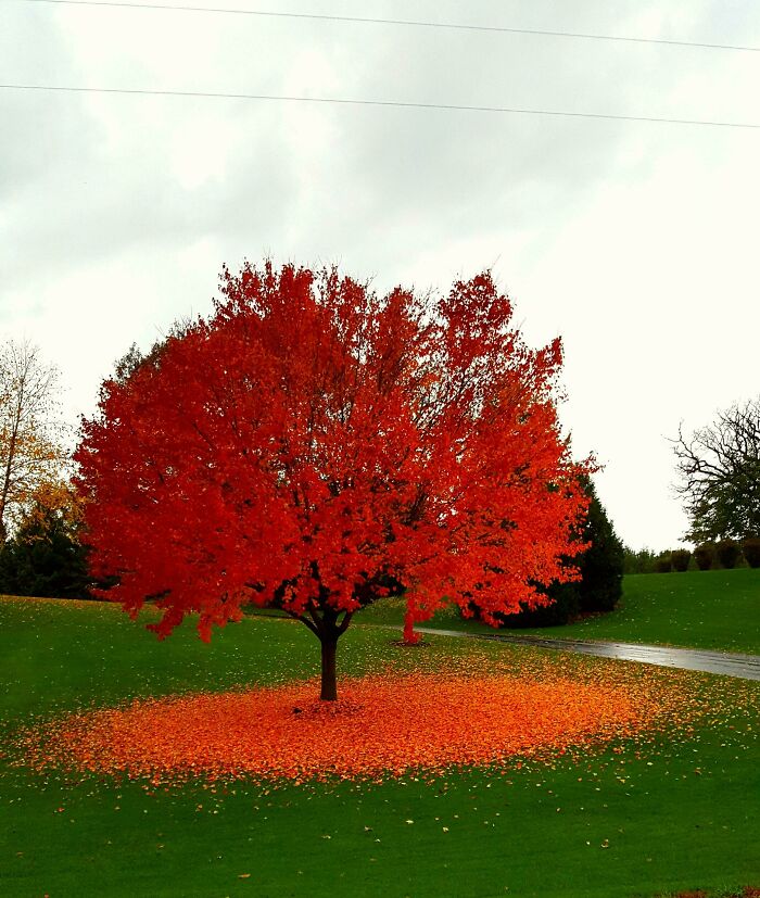 Bright red autumn leaf colors on a solitary tree with fallen leaves creating a vibrant fall foliage scene on green grass.