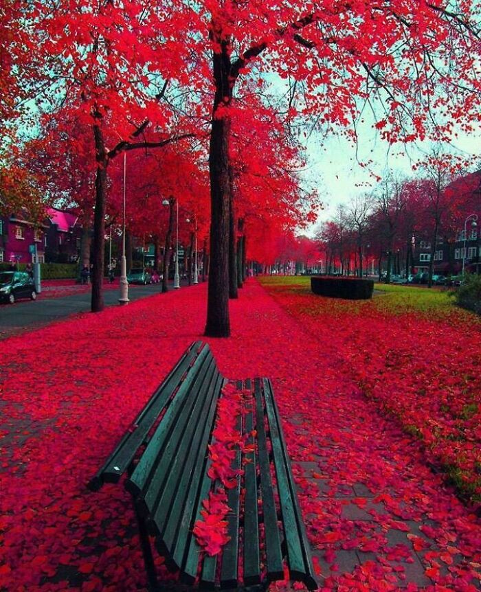 Park bench surrounded by vibrant autumn leaf colors and fall foliage covering the ground and trees along a city street.