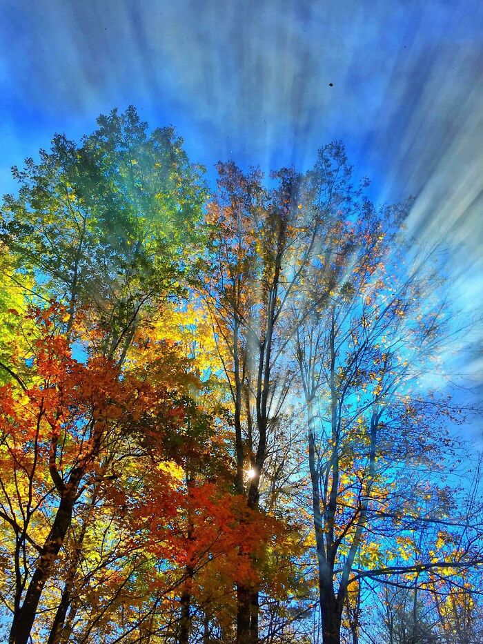Sunlight streaming through autumn leaf colors on tall trees under a clear blue sky showcasing fall foliage.