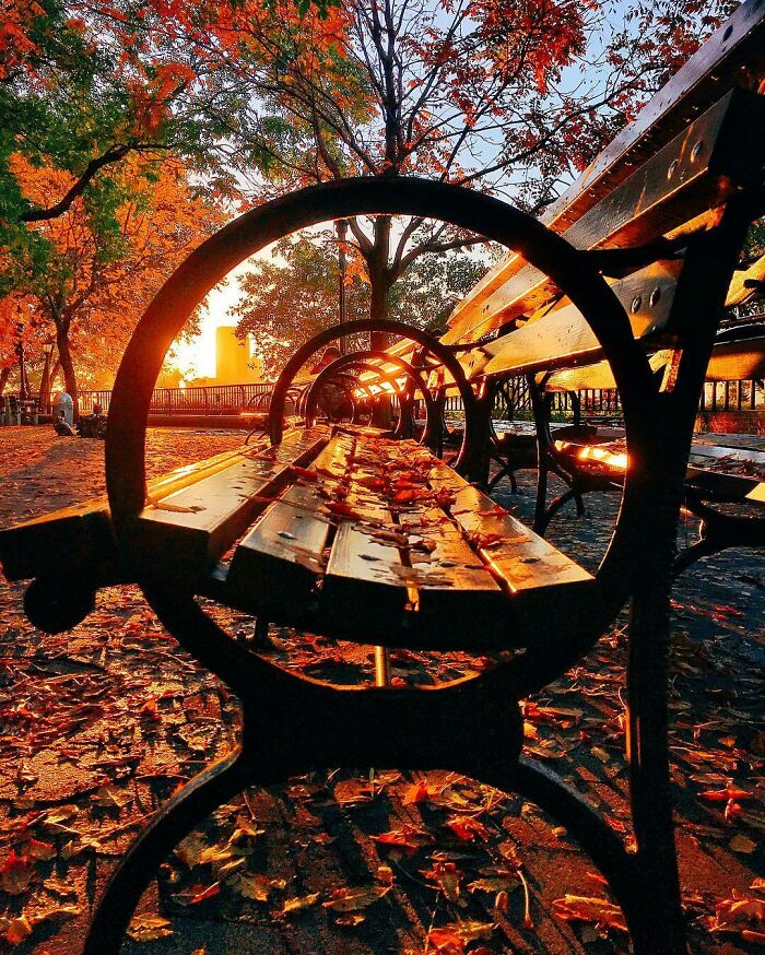 Park benches framed by autumn leaf colors with orange and red fall foliage during sunset in a scenic outdoor setting.