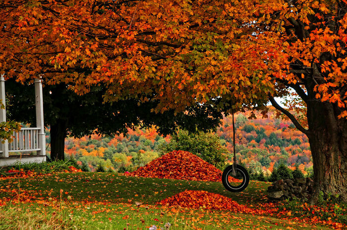 Tire swing hanging from a large tree with vibrant autumn leaf colors and fall foliage covering the ground and hills.