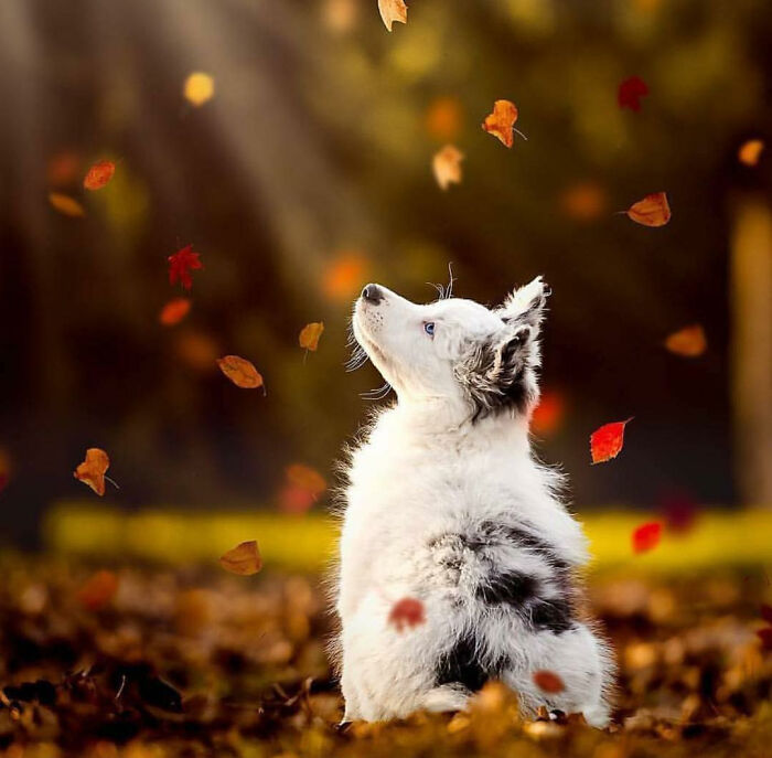 Puppy sitting among colorful autumn leaf colors, surrounded by falling fall foliage in a sunlit outdoor scene.