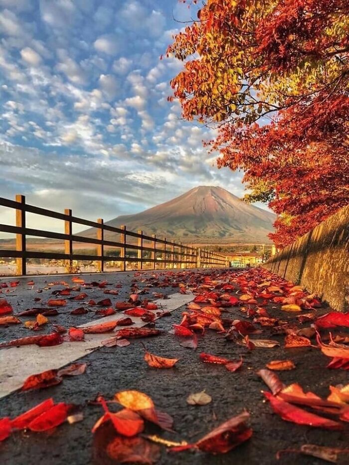Autumn leaf colors on a roadside with vibrant fall foliage and a mountain under a partly cloudy sky.