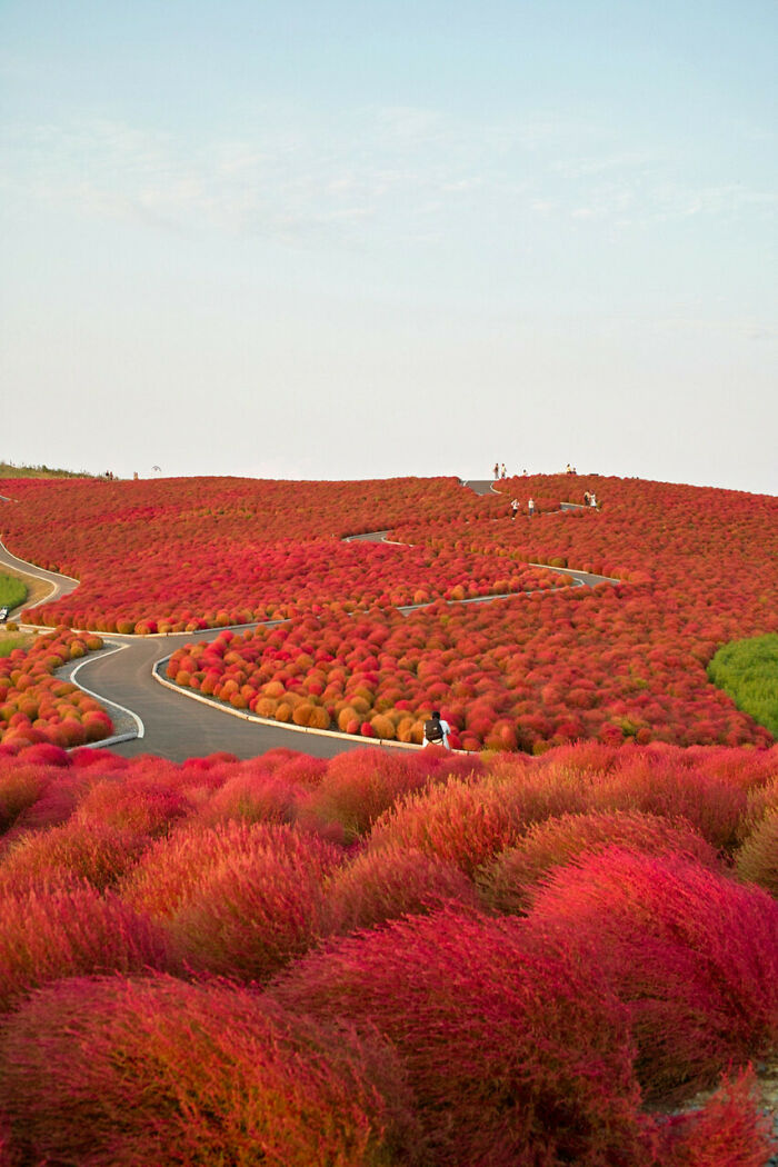 Vibrant autumn leaf colors cover rolling hills along winding paths with people walking among the fall foliage.