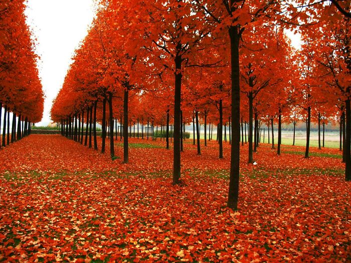 Rows of trees with vibrant autumn leaf colors and fall foliage covering the ground in a scenic outdoor setting.