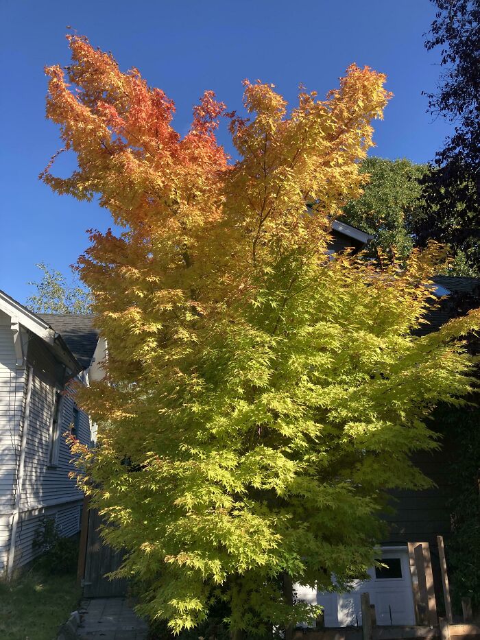 Vibrant autumn leaf colors on a large tree turning from green to yellow and red under a clear blue sky.
