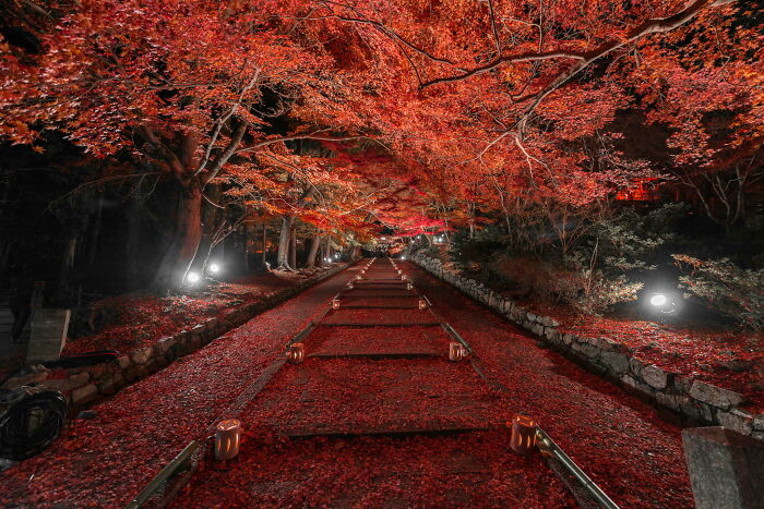 Pathway covered with vibrant autumn leaf colors and fall foliage illuminated at night in a serene forest setting