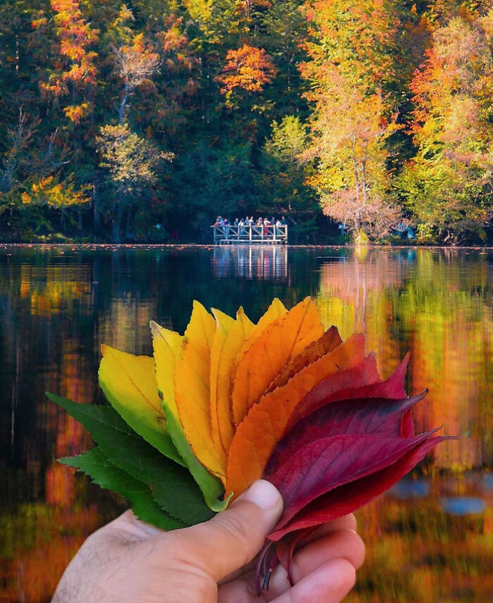Hand holding a fan of autumn leaf colors in front of a lake with fall foliage reflecting vibrant hues.