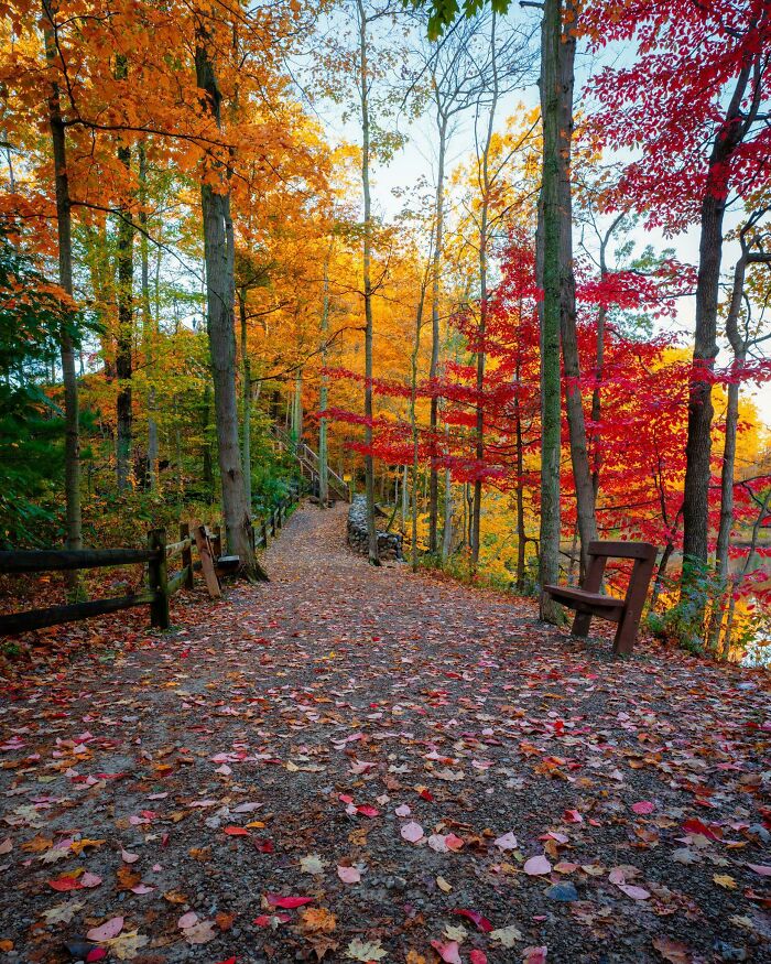 Path covered with colorful autumn leaf colors and fall foliage in a serene forest setting during the fall season.