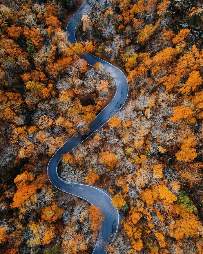 A winding road cutting through a forest with vibrant autumn leaf colors and fall foliage in orange and brown hues.