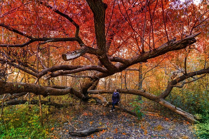 Person sitting on a swing under sprawling branches with vibrant autumn leaf colors and fall foliage in a forest setting.