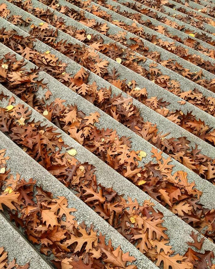 Rows of brown autumn leaves collected between concrete stair treads showcasing fall foliage colors.