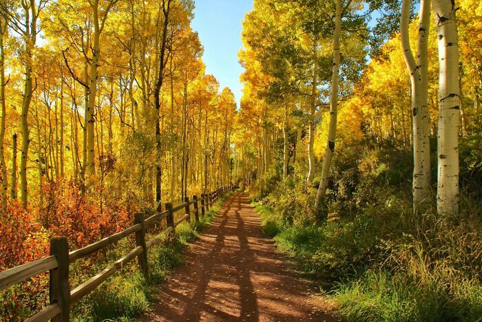 Pathway through forest with vibrant autumn leaf colors and fall foliage under bright sunlight during daytime.
