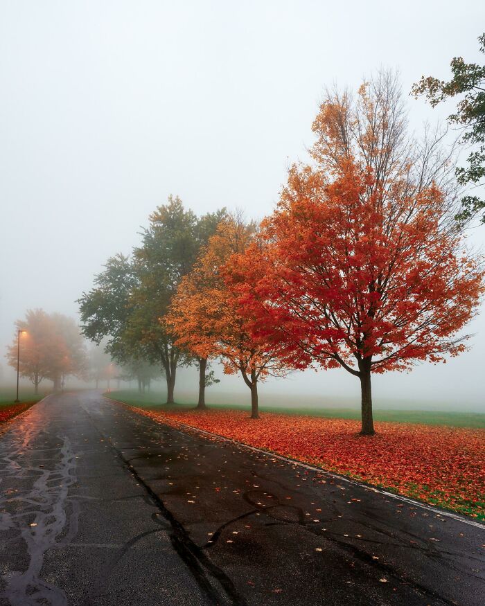 Row of trees with vibrant autumn leaf colors and fall foliage along a foggy road covered in fallen leaves.