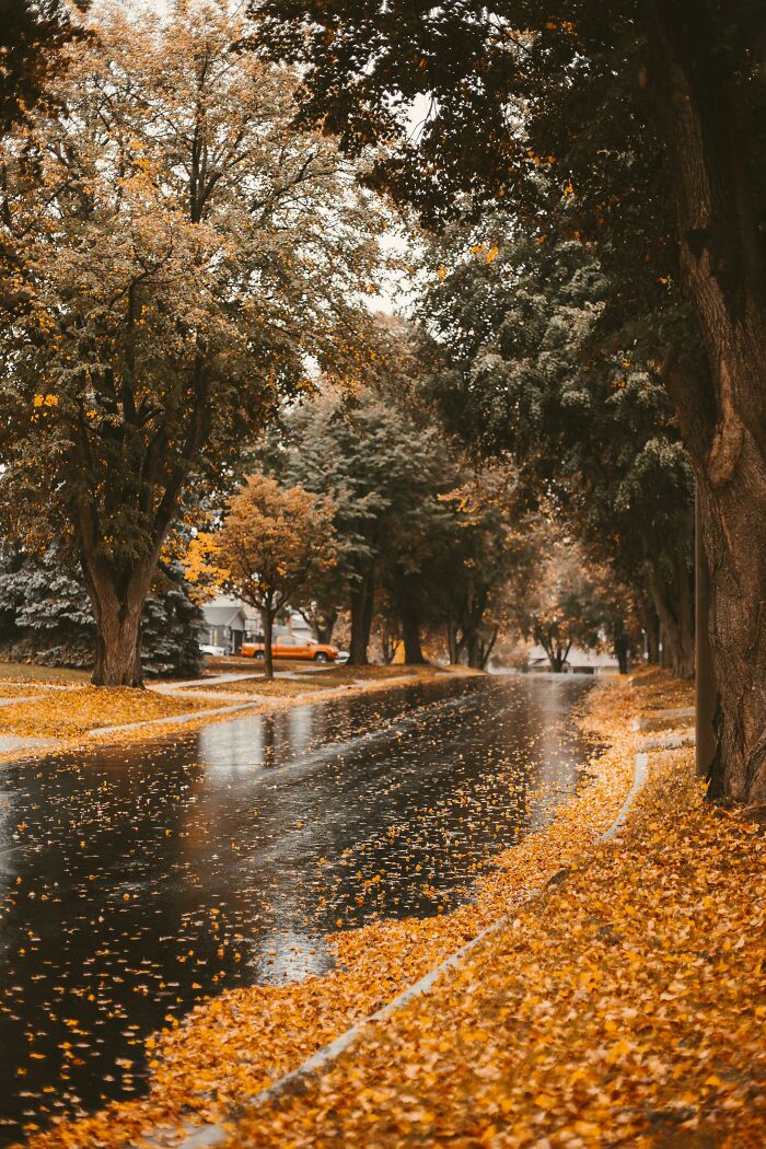 Autumn leaf colors covering a tree-lined street and wet road reflecting fall foliage in a quiet neighborhood.