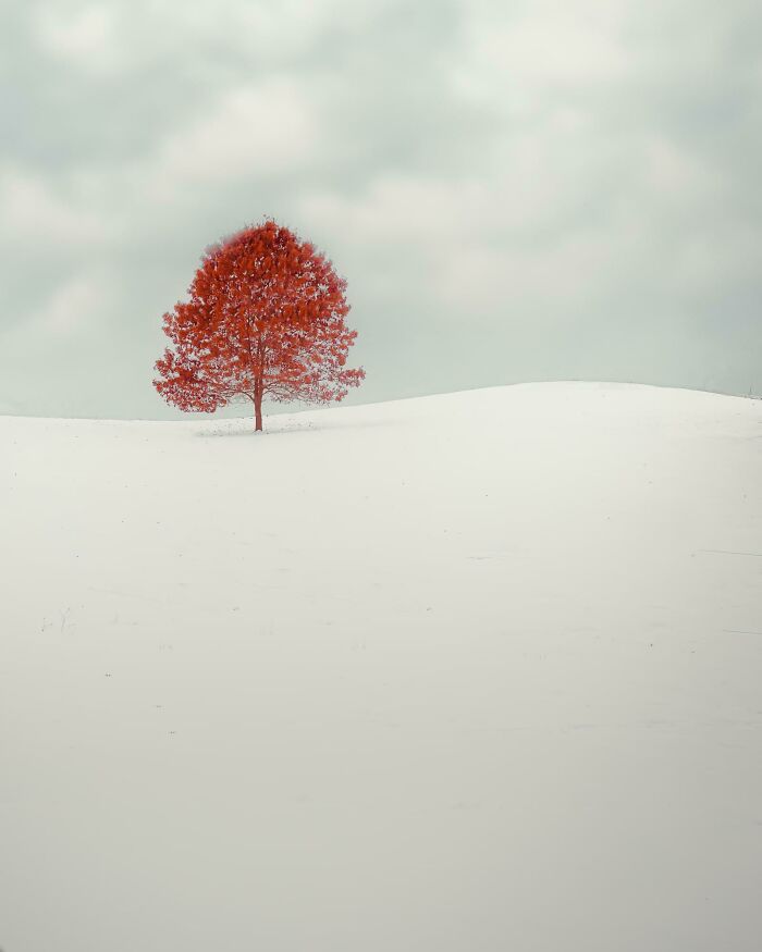 Lonely tree with vibrant autumn leaf colors standing on a snow-covered hill under a cloudy sky.