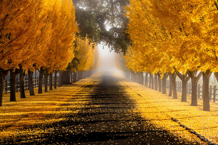 Autumn leaf colors line a foggy road with vibrant yellow fall foliage creating a golden canopy on both sides.