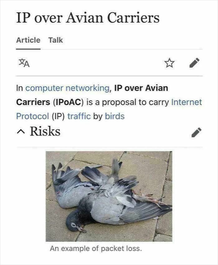 Screenshot of a programming meme explaining IP over Avian Carriers with a dead bird as packet loss example.
