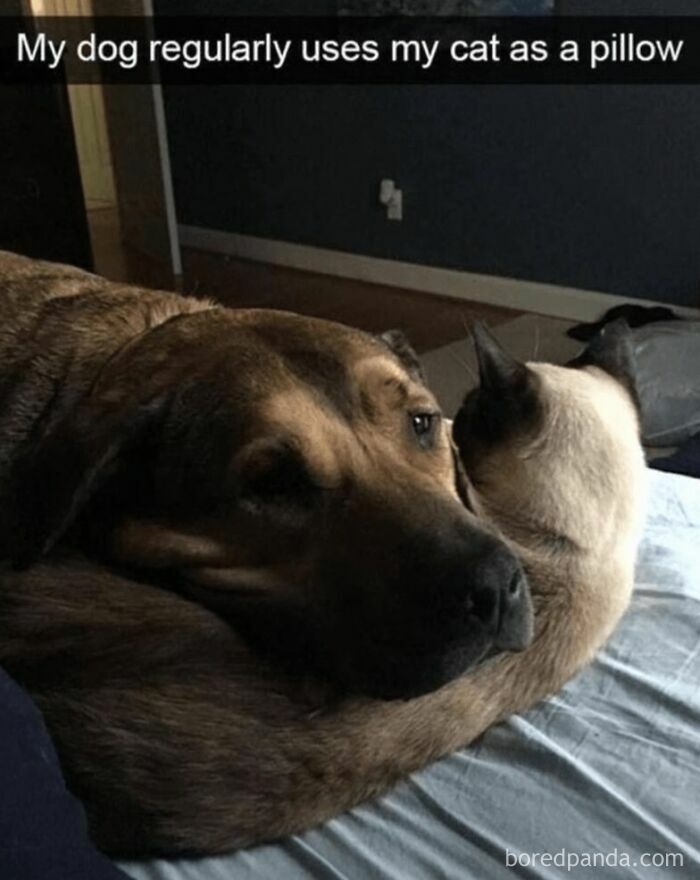 Dog resting head on cat in a cozy indoor setting, showing wholesome animal memes that bring comfort and joy.