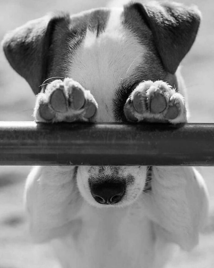 Black and white photo of a puppy covering its eyes with paws behind a metal bar, one of the most fascinating photos.