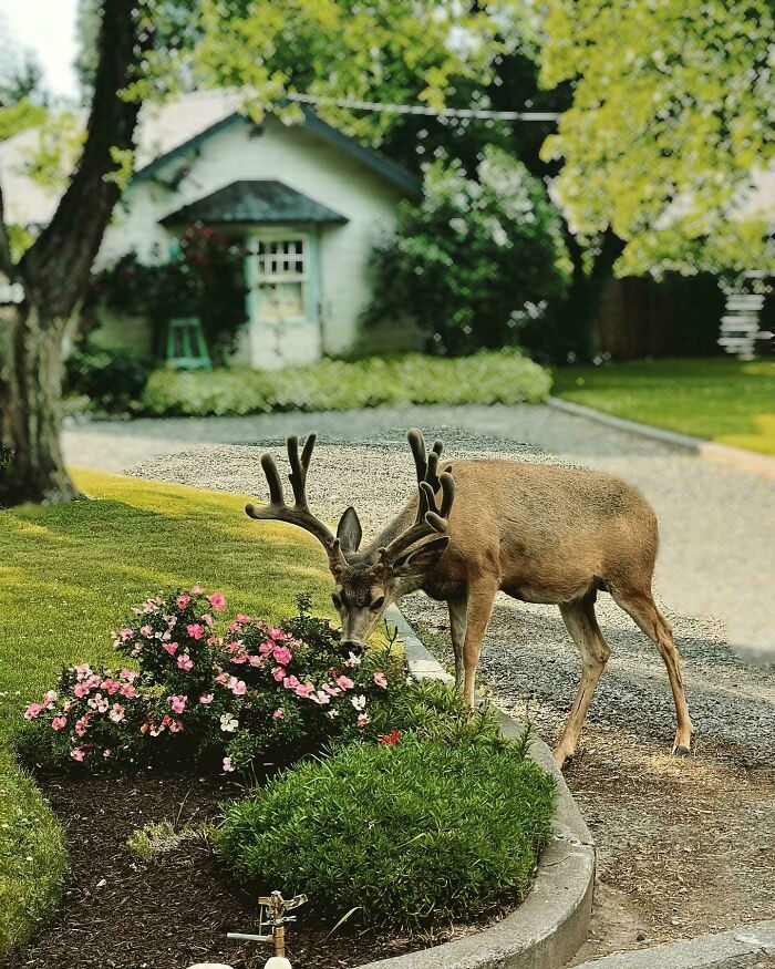 Deer grazing near blooming flowers in a green garden, capturing a serene cottage core aesthetics scene.