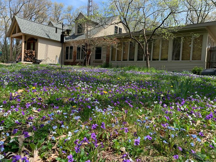 A charming cottage surrounded by a wildflower meadow showcasing cottage core aesthetics in a peaceful natural setting.